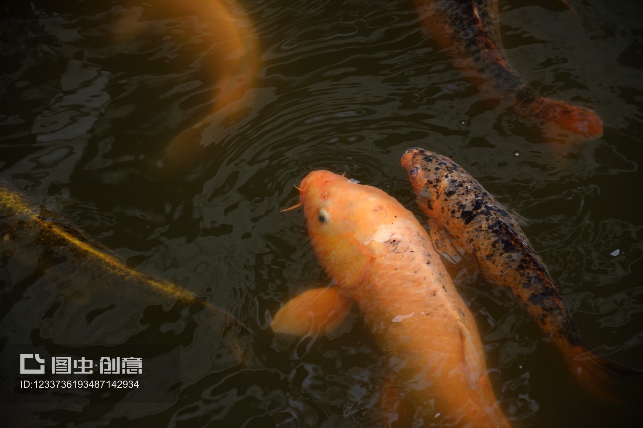 藍(lán)色過背金龍魚怎么養(yǎng)活視頻(過背金龍魚飼養(yǎng)技巧)