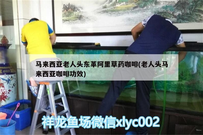馬來西亞老人頭東革阿里草藥咖啡(老人頭馬來西亞咖啡功效) 馬來西亞老人頭東革阿里草藥咖啡(老人頭馬來西亞咖啡功效) 馬來西亞咖啡