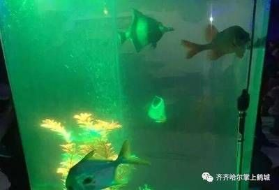 齊齊哈爾水族館vs祥龍魚場（齊齊哈爾水族館——祥龍魚場）