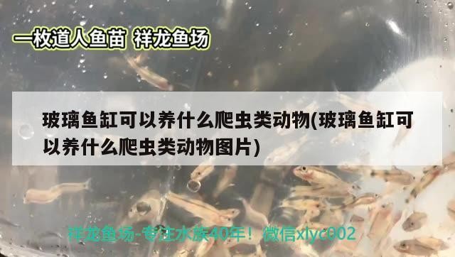 玻璃魚(yú)缸可以養(yǎng)什么爬蟲(chóng)類(lèi)動(dòng)物(玻璃魚(yú)缸可以養(yǎng)什么爬蟲(chóng)類(lèi)動(dòng)物圖片)