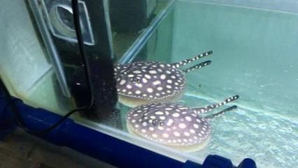 皇冠黑白魟魚幼魚什么顏色