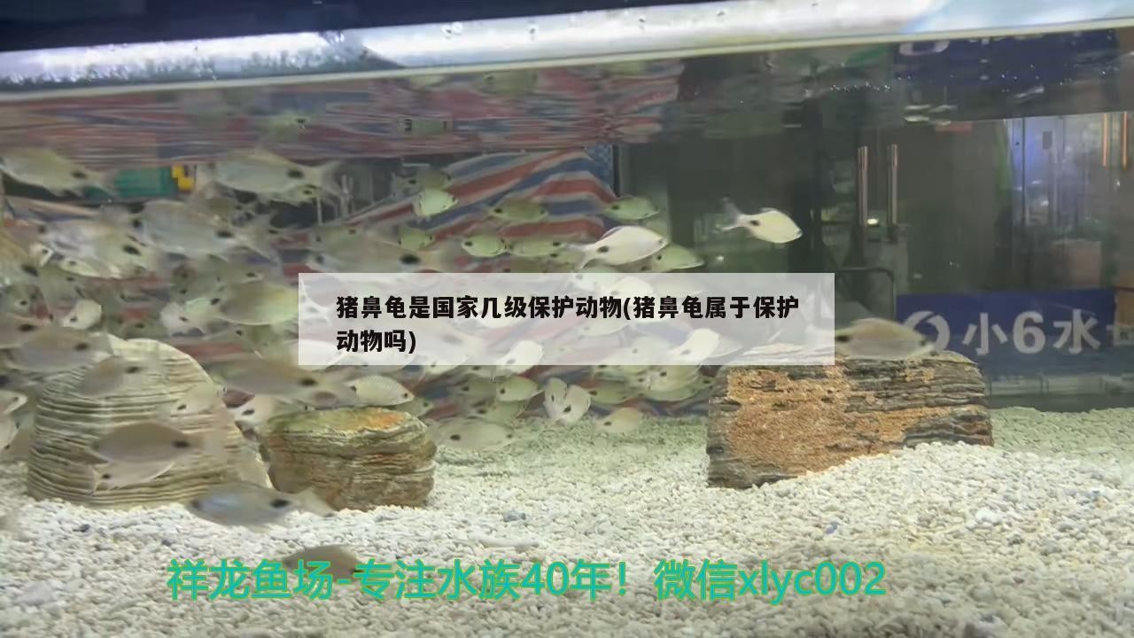 豬鼻龜是國家幾級保護動物(豬鼻龜屬于保護動物嗎)