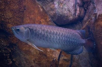 龍魚品種排名大全圖：龍魚品種及種排名