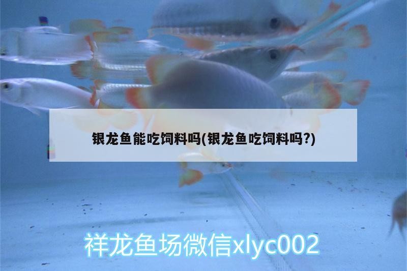 銀龍魚能吃飼料嗎(銀龍魚吃飼料嗎?)