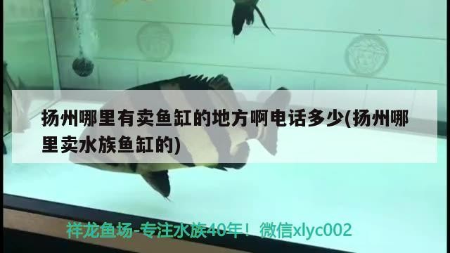 給大魚缸換水的作文:體驗給大魚缸換水的樂趣:體驗給大魚缸換水:給大魚缸換水的作文 揚州哪里有賣魚缸的地方啊電話多少(揚州哪里賣水族魚缸的) 金龍魚百科 揚州哪里有賣魚缸的地方啊電話多少(揚州哪里賣水族魚缸的) 揚州哪里有賣魚缸的地方啊電話多少(揚州哪里賣水族魚缸的) 金龍魚百科