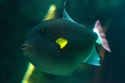 魟魚怕光嗎：[需手動填充]魚害怕光嗎