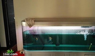 龍魚尺寸與魚齡有關嗎：龍魚尺寸與魚齡有關嗎？