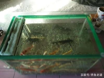 玻璃魚缸專用膠怎么用：如何使用玻璃魚缸專用膠
