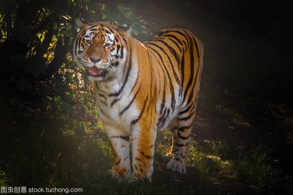 印尼虎突然暴斃：印尼虎魚突然暴斃可能由以下幾個原因引起：水質問題 印尼虎突然暴斃：印尼虎魚突然暴斃可能由以下幾個原因引起：水質問題 虎魚百科 第3張