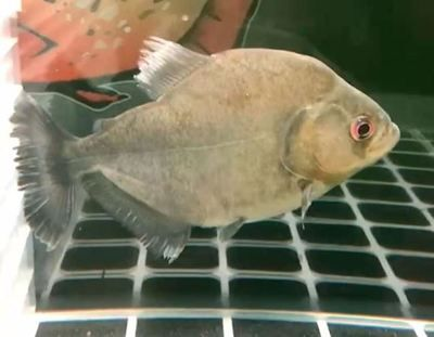 虎魚喂幾次：虎魚的喂食頻率因虎魚的大小和種類而異 虎魚喂幾次：虎魚的喂食頻率因虎魚的大小和種類而異 虎魚百科 第2張