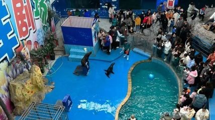 臨汾水族館vs祥龍魚(yú)場(chǎng)（臨汾水族館與祥龍魚(yú)場(chǎng)各有特色） 臨汾水族館vs祥龍魚(yú)場(chǎng)（臨汾水族館與祥龍魚(yú)場(chǎng)各有特色） 全國(guó)水族館企業(yè)名錄 第3張