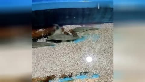 臨汾水族館vs祥龍魚(yú)場(chǎng)（臨汾水族館與祥龍魚(yú)場(chǎng)各有特色） 臨汾水族館vs祥龍魚(yú)場(chǎng)（臨汾水族館與祥龍魚(yú)場(chǎng)各有特色） 全國(guó)水族館企業(yè)名錄 第6張