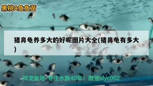 豬鼻龜養(yǎng)多大的好呢圖片大全(豬鼻龜有多大)