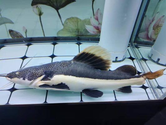 龍魚如何換缸不傷vs祥龍魚場(chǎng)：龍魚如何換缸而不傷其身 龍魚如何換缸不傷vs祥龍魚場(chǎng)：龍魚如何換缸而不傷其身 vs祥龍魚場(chǎng) 第3張