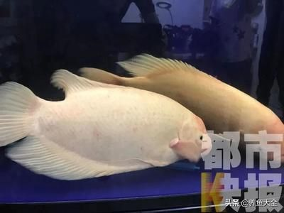 50公分魚缸養多少魚合適:50厘米的魚缸養多少魚合適 魚缸百科 第1張 50公分魚缸養多少魚合適:50厘米的魚缸養多少魚合適 50公分魚缸養多少魚合適:50厘米的魚缸養多少魚合適 魚缸百科 第1張