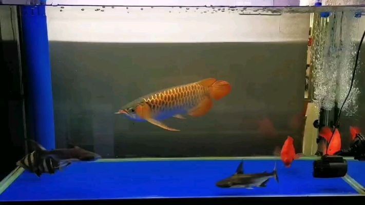 北京新科淡水魚苗養殖場聯系方式，北京新科淡水魚苗養殖場對比表，北京周邊魚苗養殖場對比表