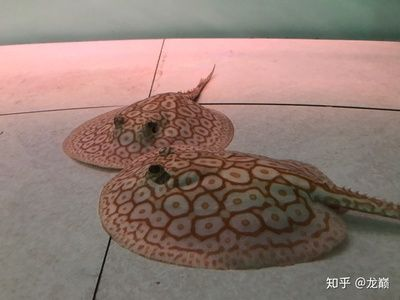 魟魚卷邊是什么情況：魟魚卷邊是一種常見的健康問題，可能由于多種原因引起