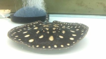 魟魚卷邊是什么情況：魟魚卷邊是一種常見的健康問題，可能由于多種原因引起