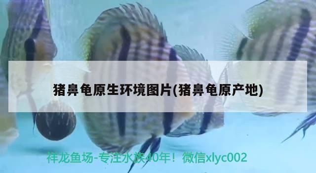 豬鼻龜2020年價格:豬鼻龜價格大概是多少 豬鼻龜百科 第4張 豬鼻龜2020年價格:豬鼻龜價格大概是多少 豬鼻龜2020年價格:豬鼻龜價格大概是多少 豬鼻龜百科 第4張