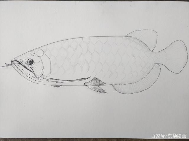 龍魚手繪，陳世中龍魚畫欣賞,彩色鉛筆龍魚繪制技巧詳解 龍魚手繪，陳世中龍魚畫欣賞,彩色鉛筆龍魚繪制技巧詳解 龍魚百科 第4張