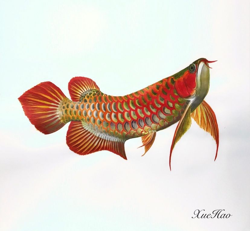 龍魚手繪，陳世中龍魚畫欣賞,彩色鉛筆龍魚繪制技巧詳解 龍魚手繪，陳世中龍魚畫欣賞,彩色鉛筆龍魚繪制技巧詳解 龍魚百科 第5張