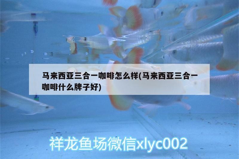 馬來西亞三合一咖啡怎么樣(馬來西亞三合一咖啡什么牌子好) 馬來西亞三合一咖啡怎么樣(馬來西亞三合一咖啡什么牌子好) 馬來西亞咖啡