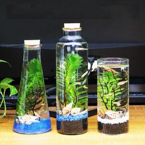 玻璃魚缸養什么植物：如何在玻璃魚缸中養植植物