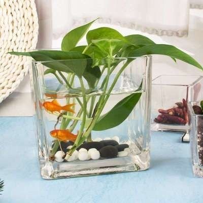 玻璃魚缸養什么植物：如何在玻璃魚缸中養植植物