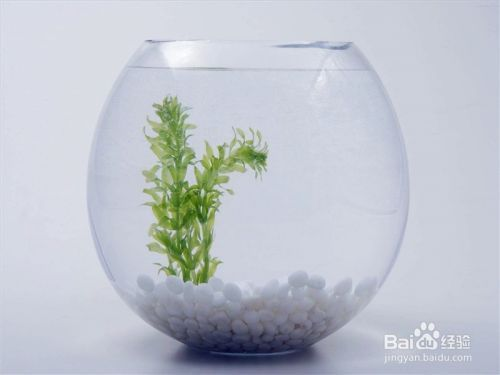 想買魚缸不知道怎么選好的，不同材質魚缸的優缺點對比 想買魚缸不知道怎么選好的，不同材質魚缸的優缺點對比 魚缸百科 第3張