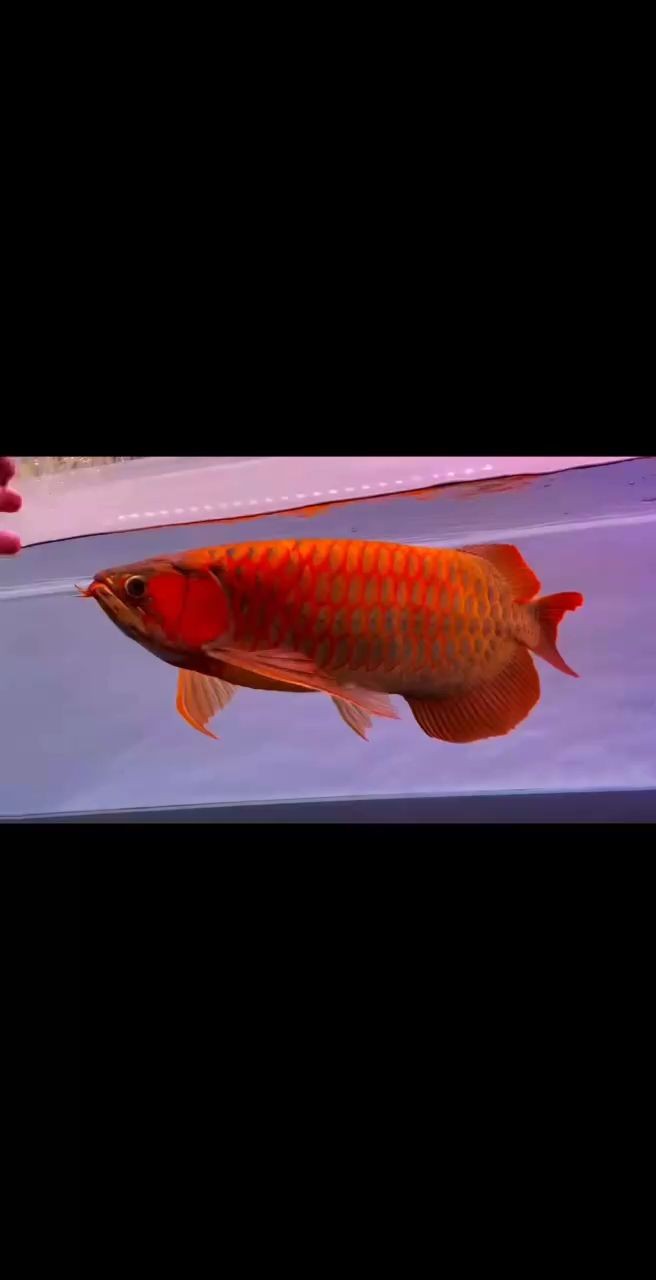 給大魚缸換水的作文:體驗給大魚缸換水的樂趣:體驗給大魚缸換水:給大魚缸換水的作文 虎魚身上長白毛怎么治療圖片:虎魚身上長白毛怎么治療 虎魚百科 虎魚身上長白毛怎么治療圖片:虎魚身上長白毛怎么治療 虎魚身上長白毛怎么治療圖片:虎魚身上長白毛怎么治療 虎魚百科