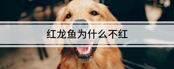 紅龍魚褪色原因：紅龍魚褪色可能由多種因素引起，