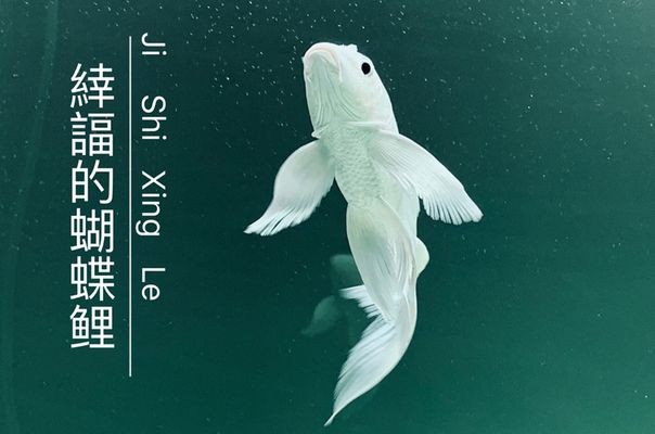 蝴蝶鯉飼料選擇指南，蝴蝶鯉專用飼料品牌對比,蝴蝶鯉幼魚飼料營養成分解析