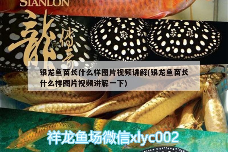銀龍魚苗長什么樣圖片視頻講解(銀龍魚苗長什么樣圖片視頻講解一下)