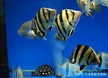 魟魚適宜的餌料種類：魟魚的飼養(yǎng)技巧，[需手動填充]魚適宜的餌料種類