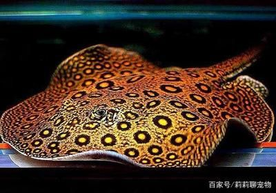 魟魚適宜的餌料種類：魟魚的飼養(yǎng)技巧，[需手動填充]魚適宜的餌料種類