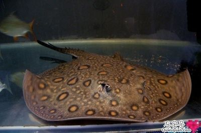 魟魚適宜的餌料種類：魟魚的飼養(yǎng)技巧，[需手動填充]魚適宜的餌料種類