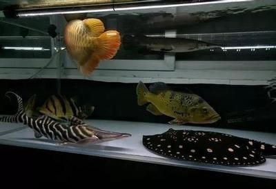 魟魚適宜的餌料種類：魟魚的飼養(yǎng)技巧，[需手動填充]魚適宜的餌料種類