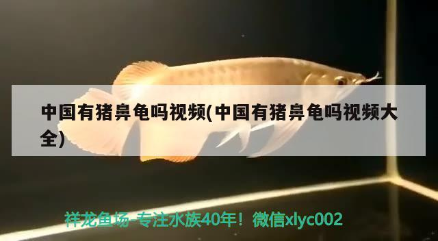 中國(guó)有豬鼻龜嗎視頻(中國(guó)有豬鼻龜嗎視頻大全)