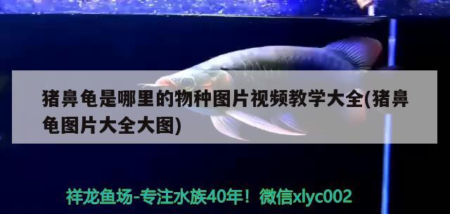 豬鼻龜是哪里的物種圖片視頻教學大全(豬鼻龜圖片大全大圖)