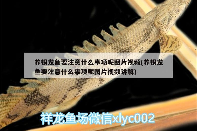 養銀龍魚要注意什么事項呢圖片視頻(養銀龍魚要注意什么事項呢圖片視頻講解)