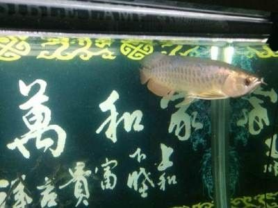 龍魚哪里買便宜點的好