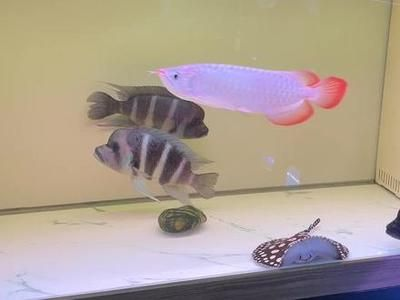魟魚餓幾天會出問題嗎：魟魚餓幾天會出問題 魟魚餓幾天會出問題嗎：魟魚餓幾天會出問題 魟魚百科 第1張