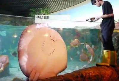 魟魚餓幾天會出問題嗎：魟魚餓幾天會出問題 魟魚餓幾天會出問題嗎：魟魚餓幾天會出問題 魟魚百科 第2張