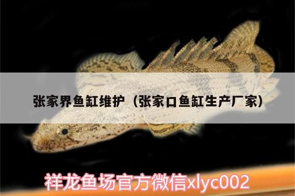 張家界魚缸維護（張家口魚缸生產廠家）