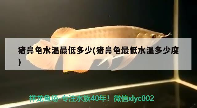 豬鼻龜水溫最低多少(豬鼻龜最低水溫多少度)