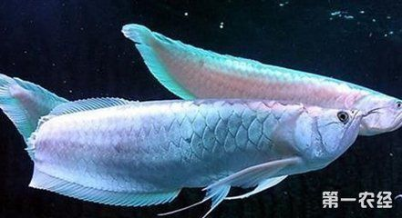 龍魚怎么訓食vs祥龍魚場：祥龍魚場口碑如何