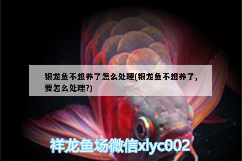 銀龍魚不想養了怎么處理(銀龍魚不想養了,要怎么處理?)