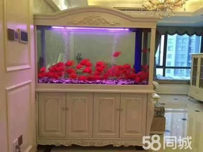 定做的魚缸為什么比成品缸好用：定做魚缸與成品缸的區別