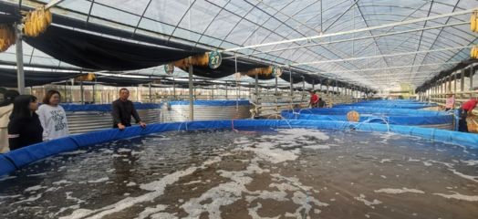 60魚缸6mm可以嗎：60魚缸使用6mm厚度的安全性和適用性