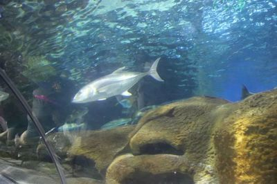 鐵嶺水族館vs祥龍魚場（鐵嶺水族館與祥龍魚場各有特色）